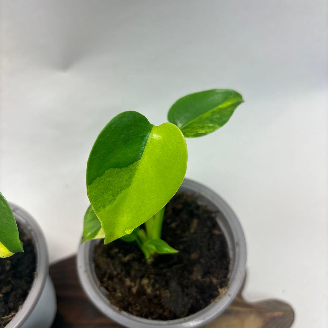 5株セットms84【特別選抜 デリシオーサ イエローマリリンモンステラ斑入り