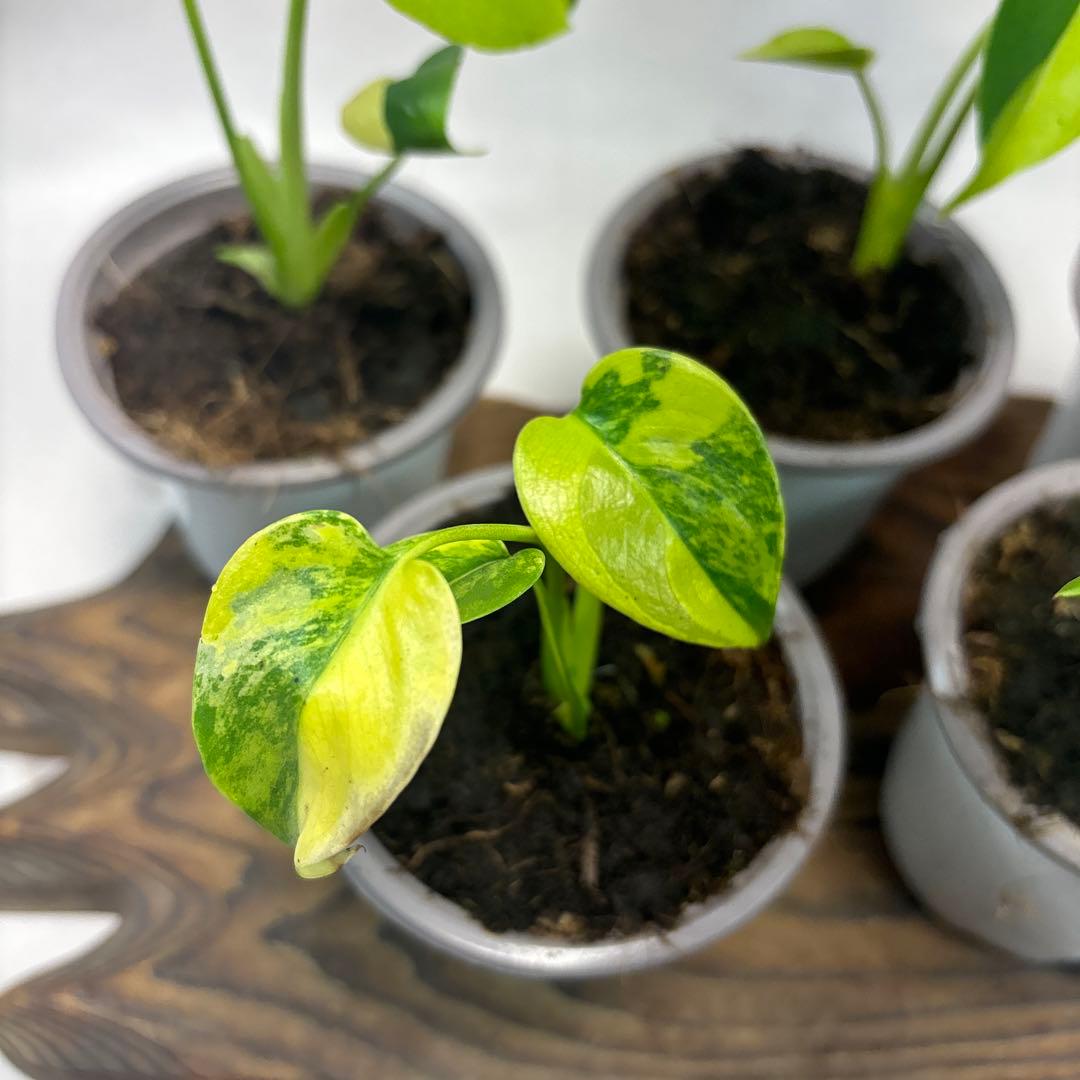 5株セットms84【特別選抜 デリシオーサ イエローマリリンモンステラ斑入り