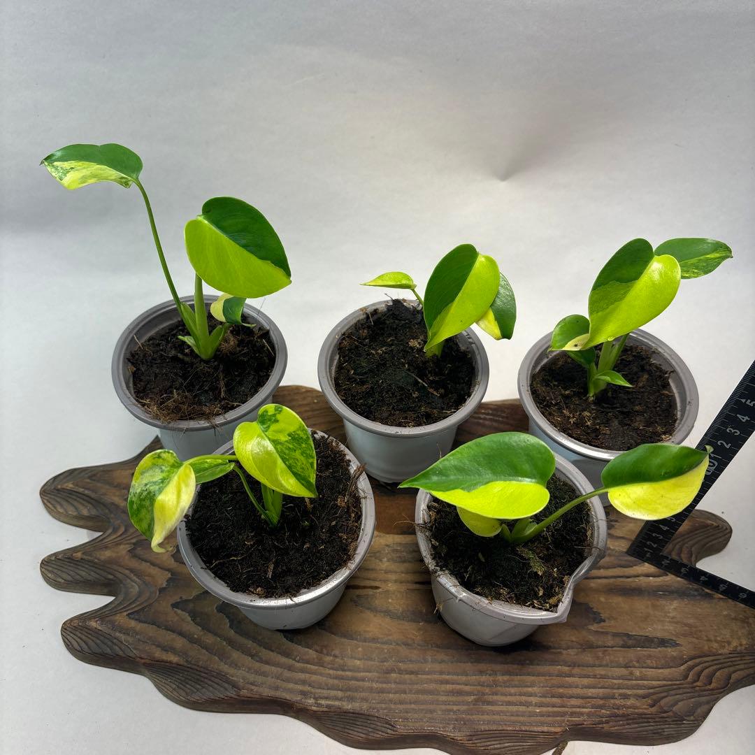 5株セットms84【特別選抜 デリシオーサ イエローマリリンモンステラ斑入り