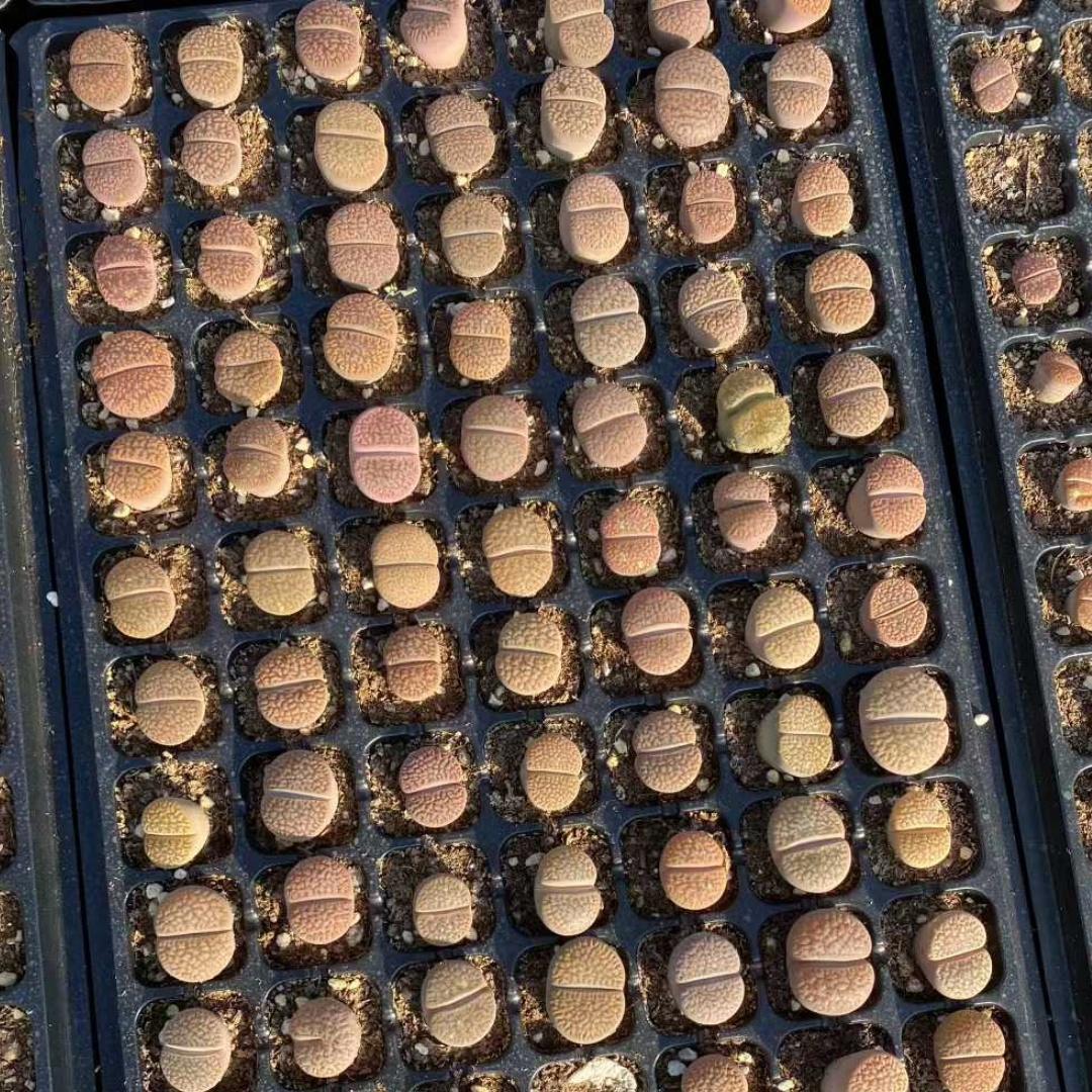 Top【選抜株】多肉植物 23097クィーンHyb 105個 プラグトレー苗