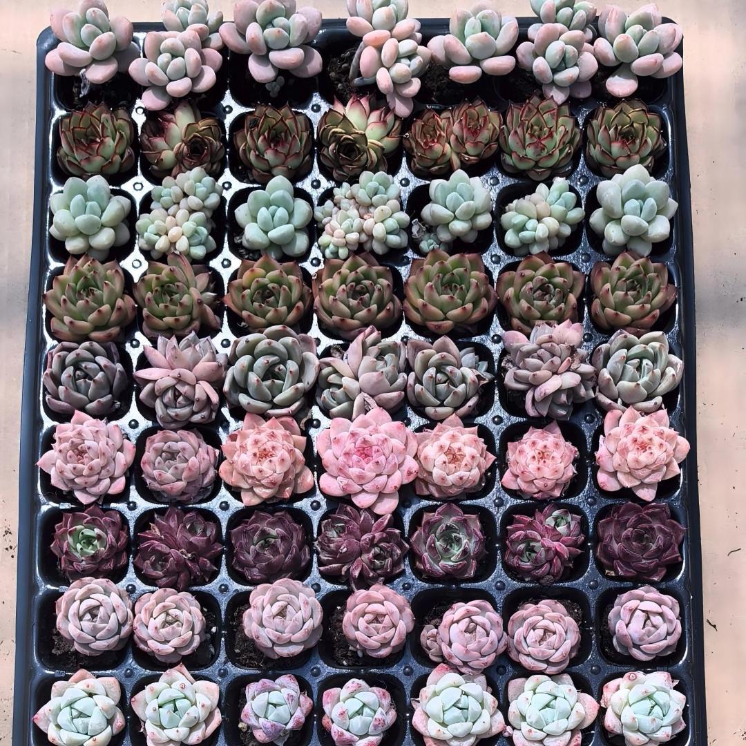 Top【選抜株】多肉植物 23097クィーンHyb 105個 プラグトレー苗