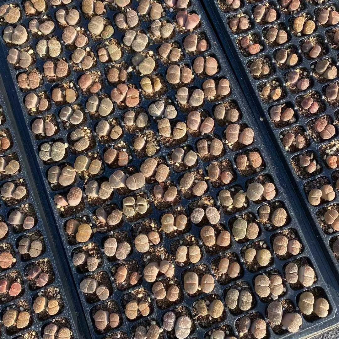 Top【選抜株】多肉植物 23097クィーンHyb 105個 プラグトレー苗