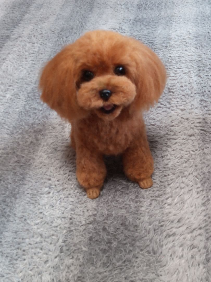 愛犬さんの羊毛フェルトオーダー・マロンチョコ様ご確認専用