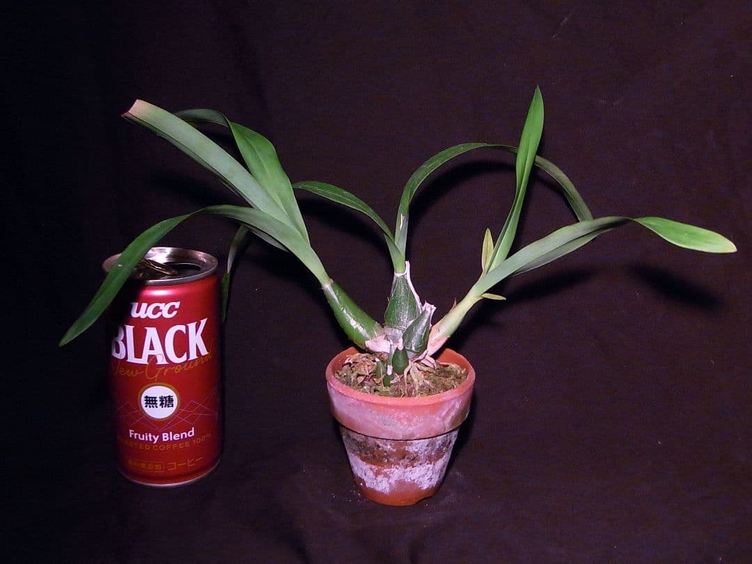 洋ラン 洋蘭 原種 Prosthechea. mariae 開花株 - メルカリ