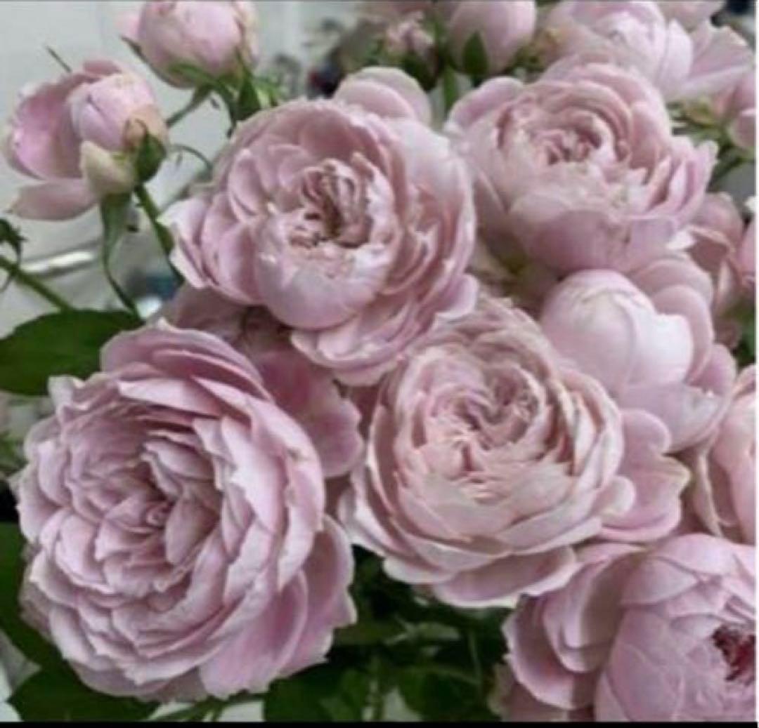 レア‼️ 切り花品種 薔薇