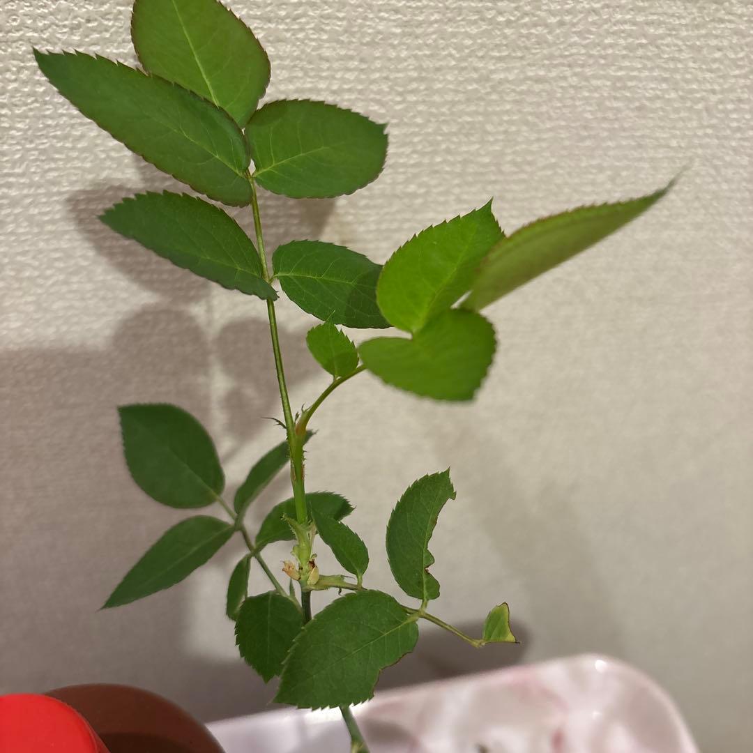 レア‼️ 切り花品種 薔薇