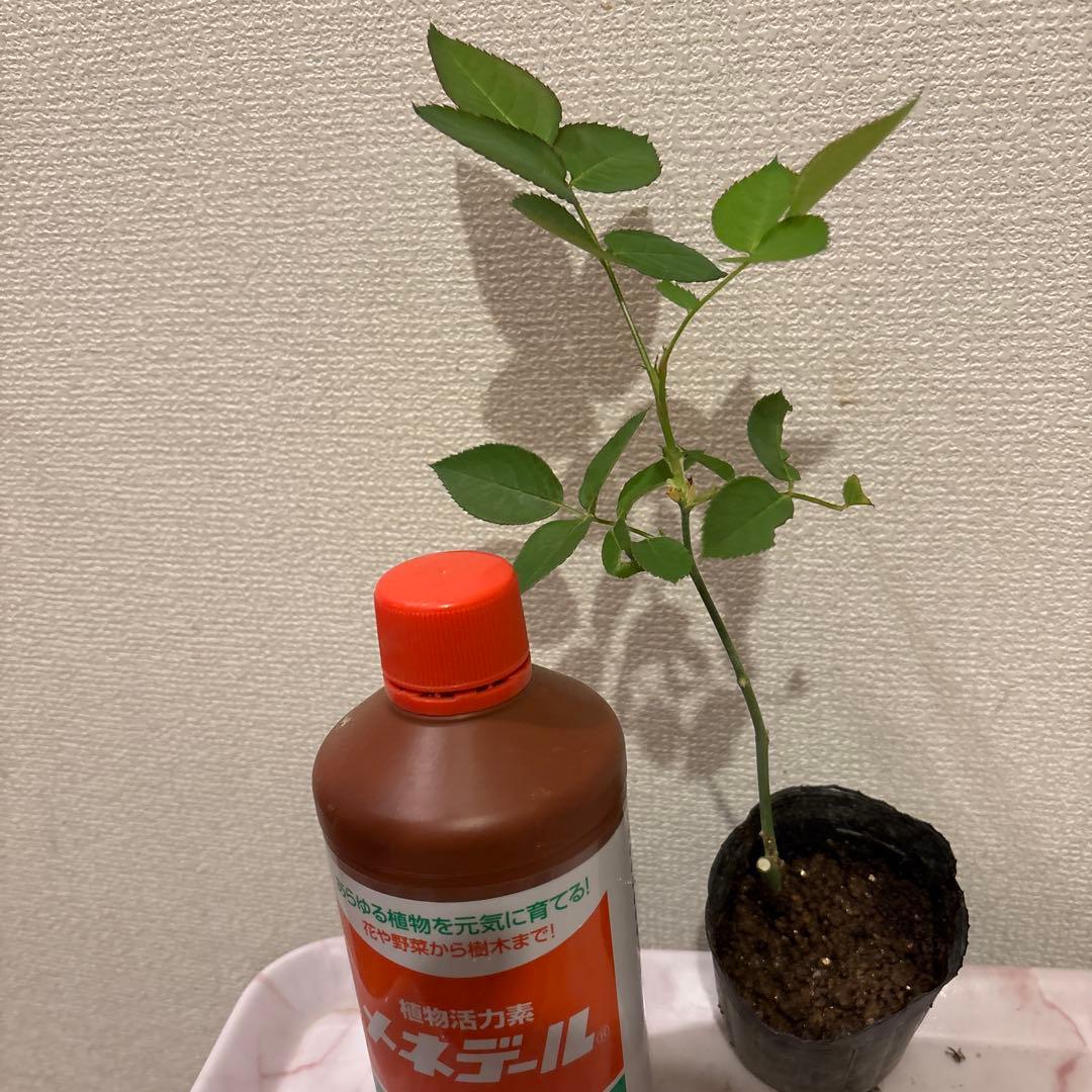 レア‼️ 切り花品種 薔薇