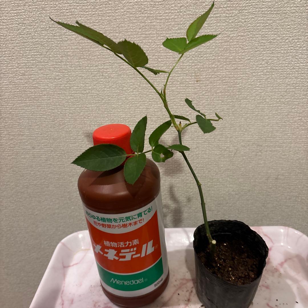 レア‼️ 切り花品種 薔薇