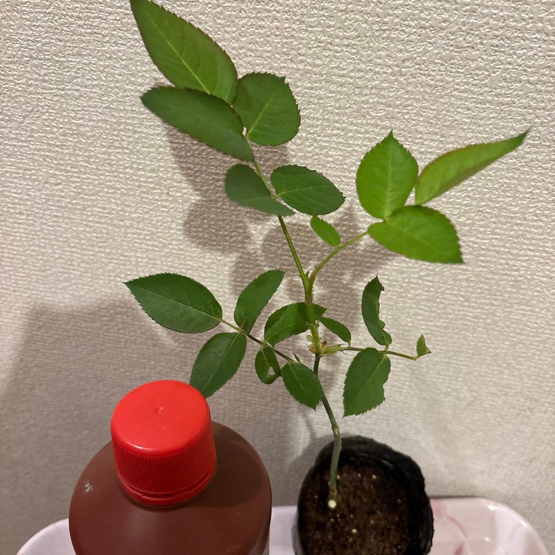 レア‼️ 切り花品種 薔薇