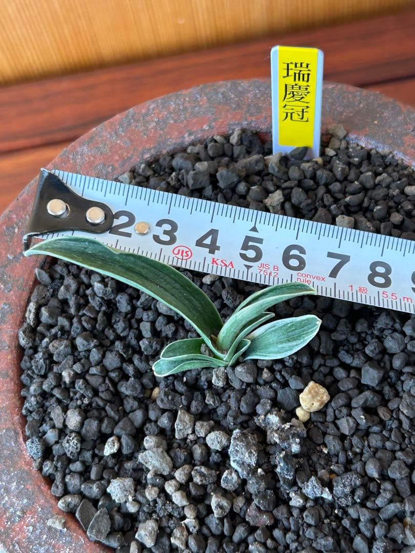 万年青　超希少　瑞慶冠　これからが楽しみな希少な一鉢