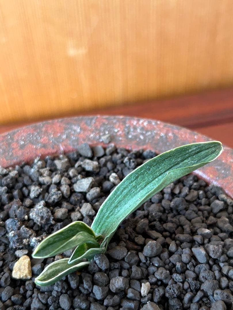 万年青　超希少　瑞慶冠　これからが楽しみな希少な一鉢