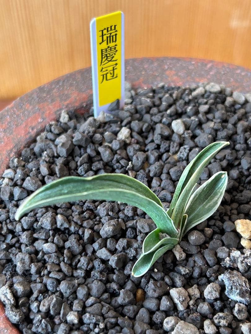 万年青　超希少　瑞慶冠　これからが楽しみな希少な一鉢