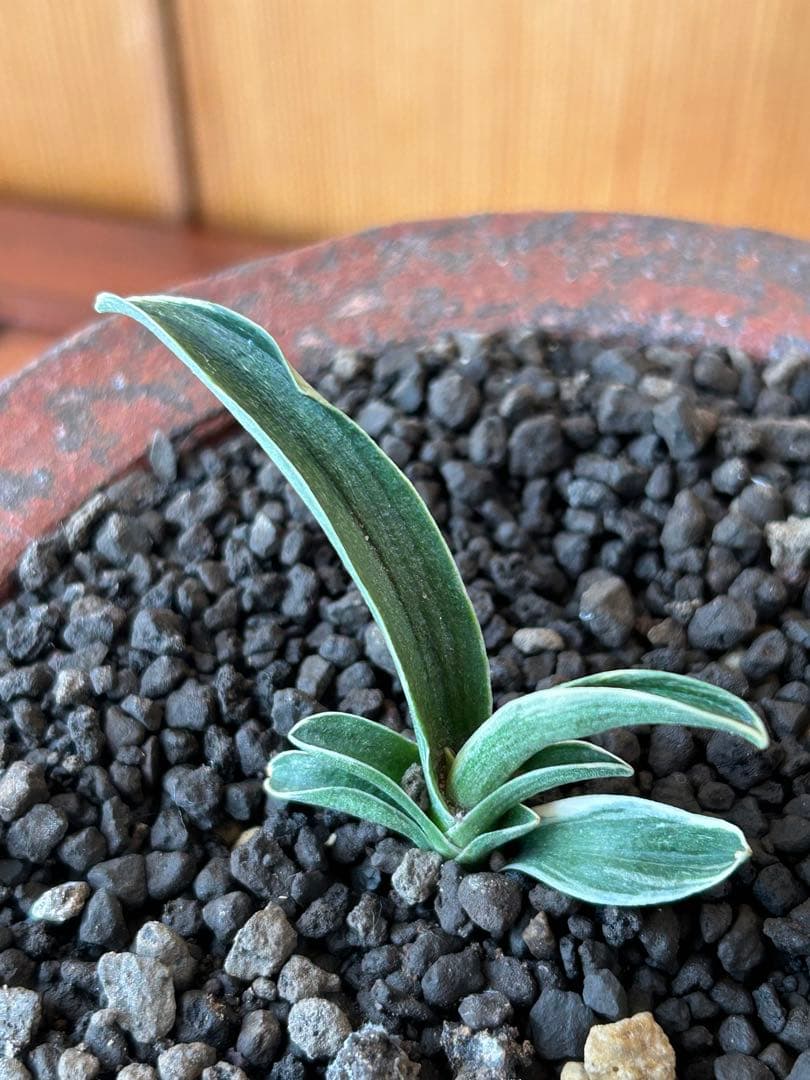 万年青　超希少　瑞慶冠　これからが楽しみな希少な一鉢