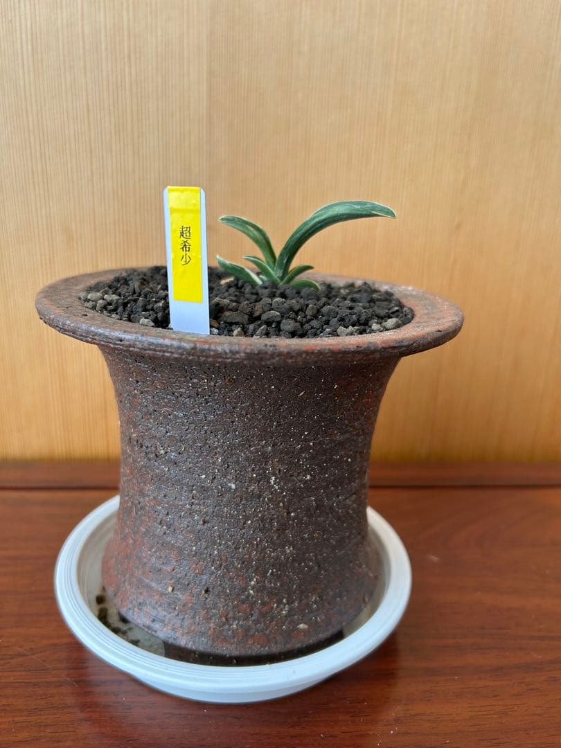 万年青　超希少　瑞慶冠　これからが楽しみな希少な一鉢