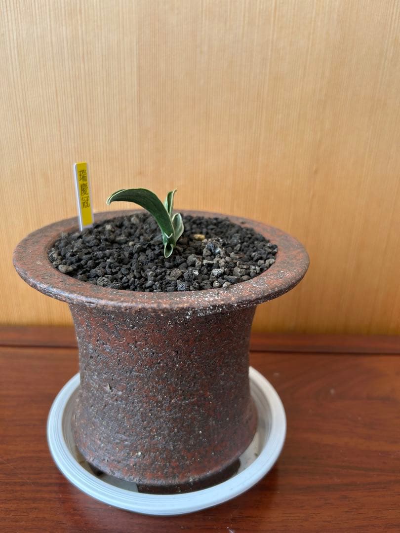 万年青　超希少　瑞慶冠　これからが楽しみな希少な一鉢