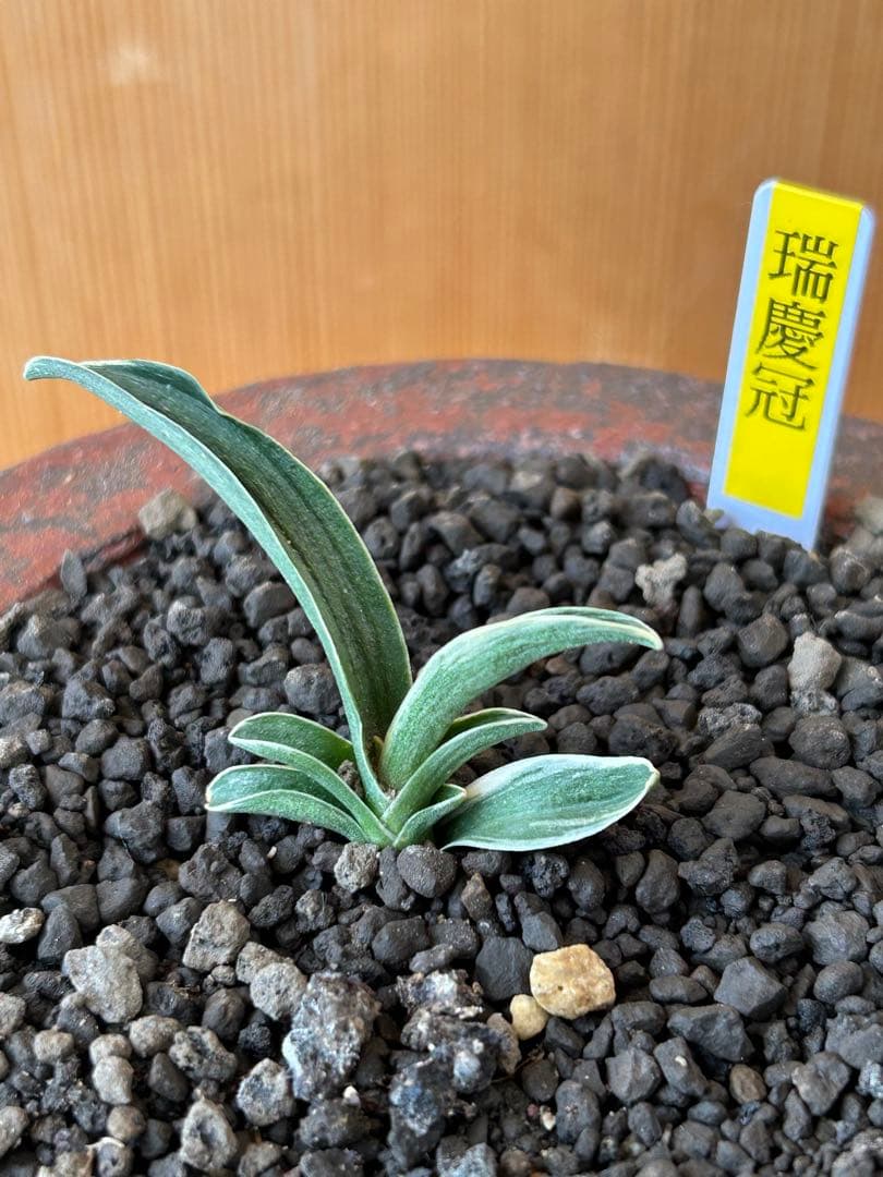 万年青　超希少　瑞慶冠　これからが楽しみな希少な一鉢