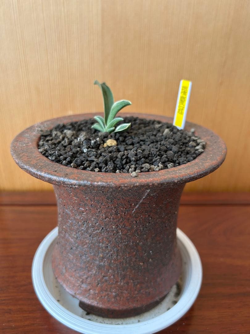 万年青　超希少　瑞慶冠　これからが楽しみな希少な一鉢