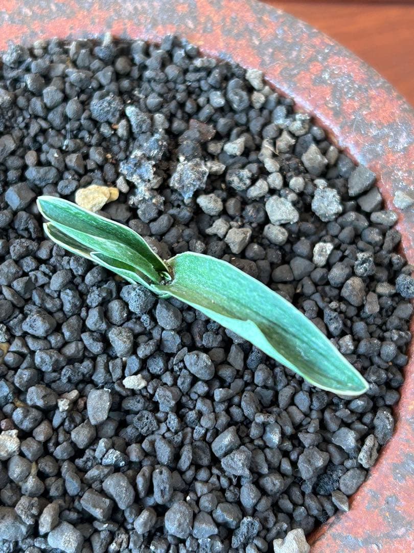 万年青　超希少　瑞慶冠　これからが楽しみな希少な一鉢