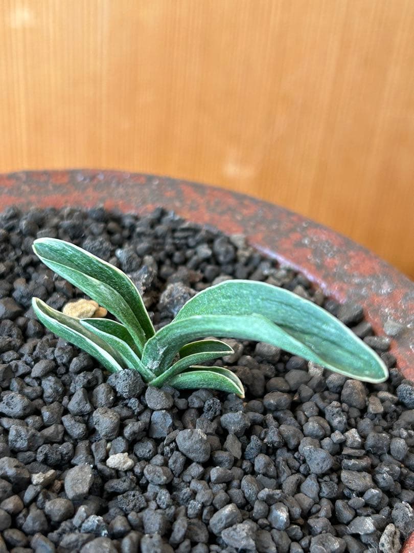 万年青　超希少　瑞慶冠　これからが楽しみな希少な一鉢