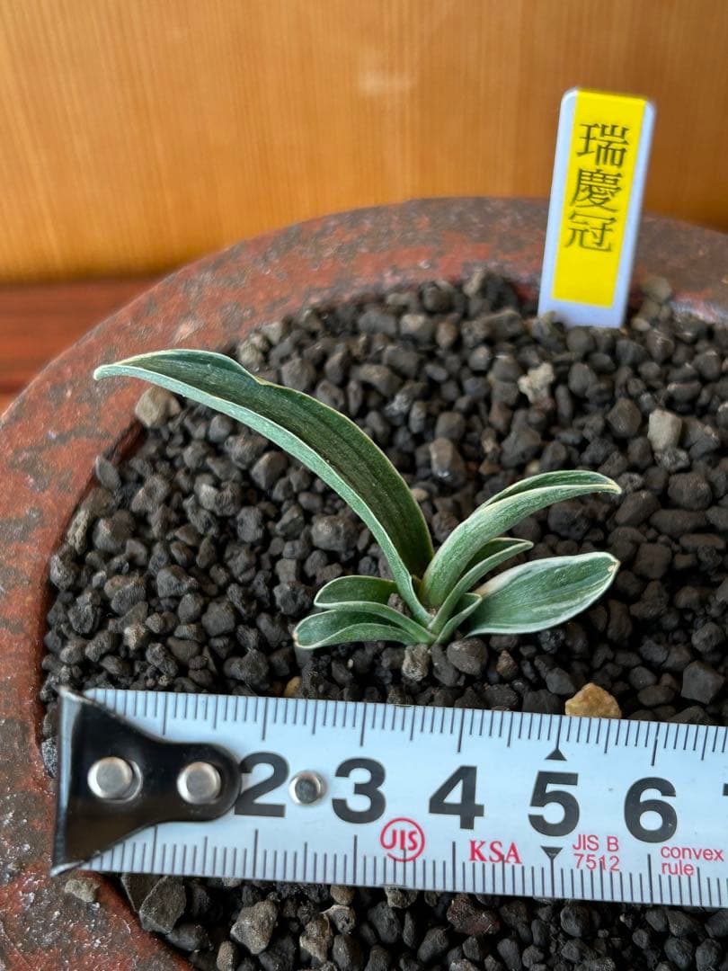 万年青　超希少　瑞慶冠　これからが楽しみな希少な一鉢