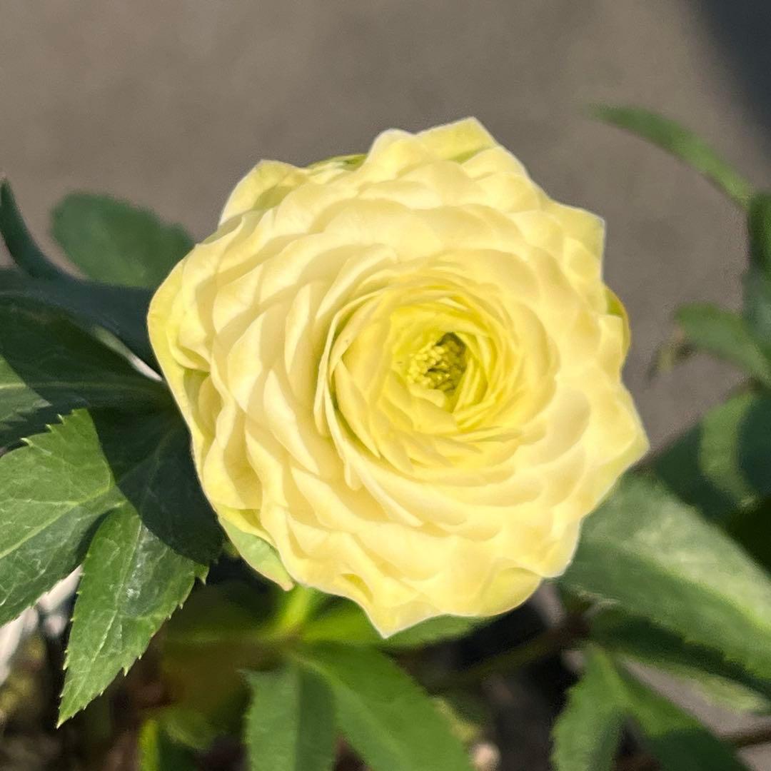 ま*️様 ☘️唯一無二☘️超レア☘️根充実❤️3239⭐️超スーパー多弁⭐️小輪