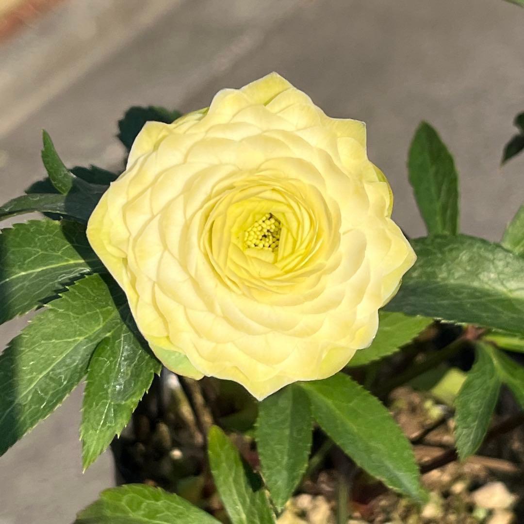 ま*️様 ☘️唯一無二☘️超レア☘️根充実❤️3239⭐️超スーパー多弁⭐️小輪