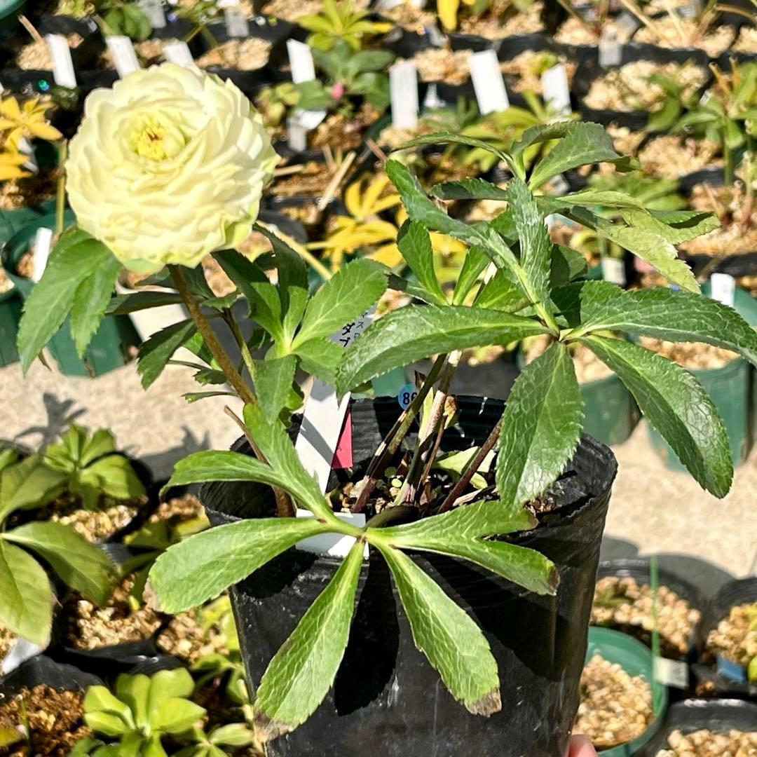 ま*️様 ☘️唯一無二☘️超レア☘️根充実❤️3239⭐️超スーパー多弁⭐️小輪