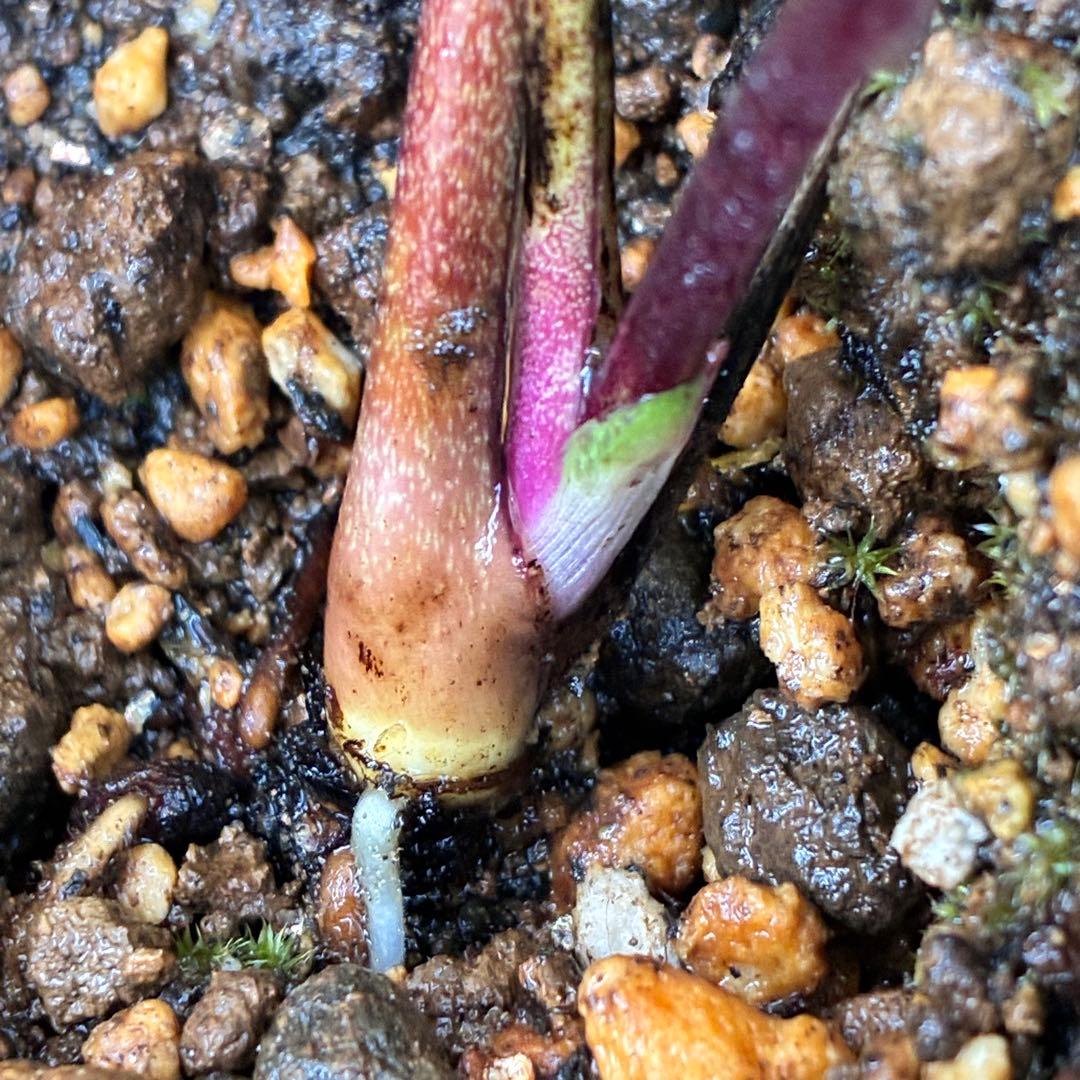 ま*️様 ☘️唯一無二☘️超レア☘️根充実❤️3239⭐️超スーパー多弁⭐️小輪