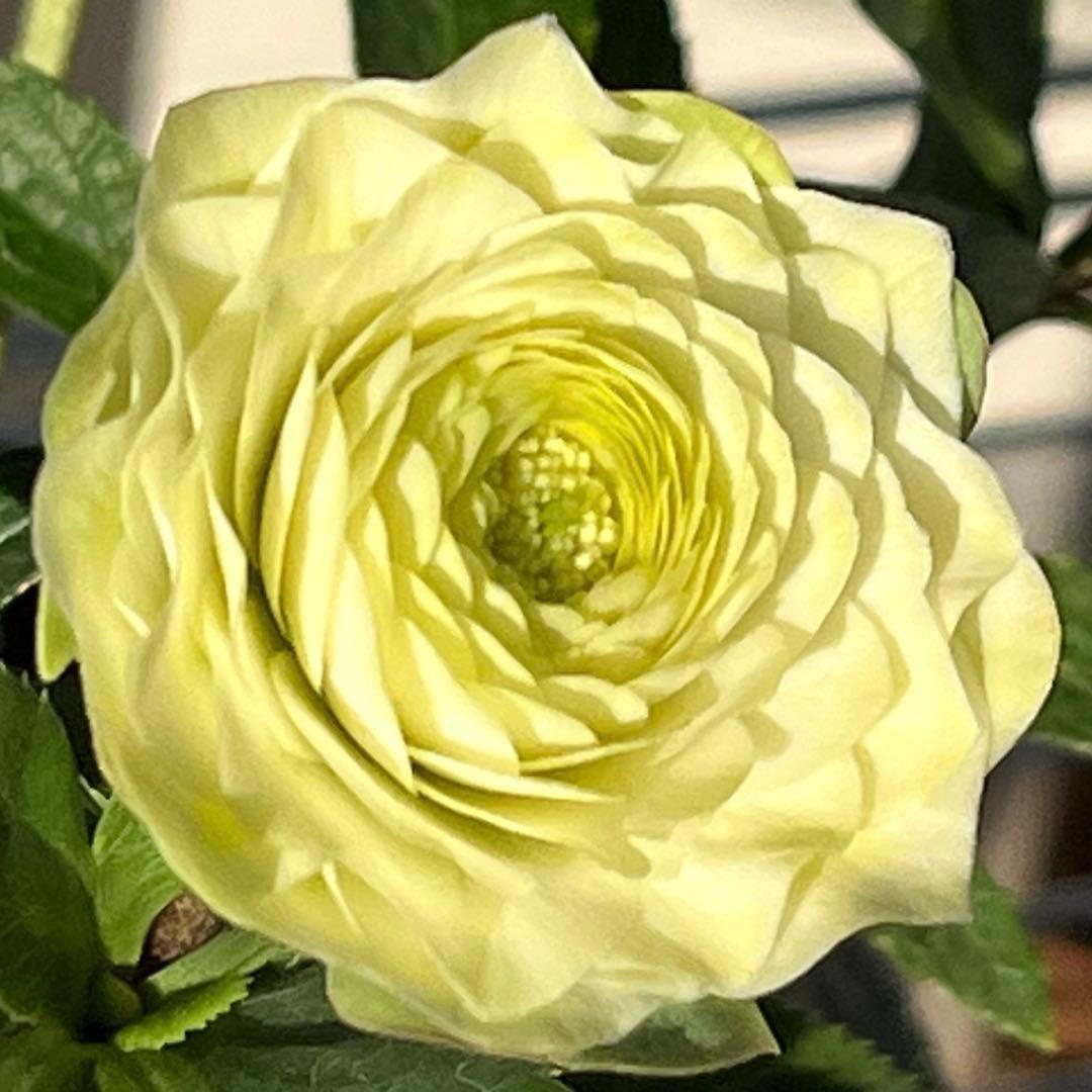 ま*️様 ☘️唯一無二☘️超レア☘️根充実❤️3239⭐️超スーパー多弁⭐️小輪