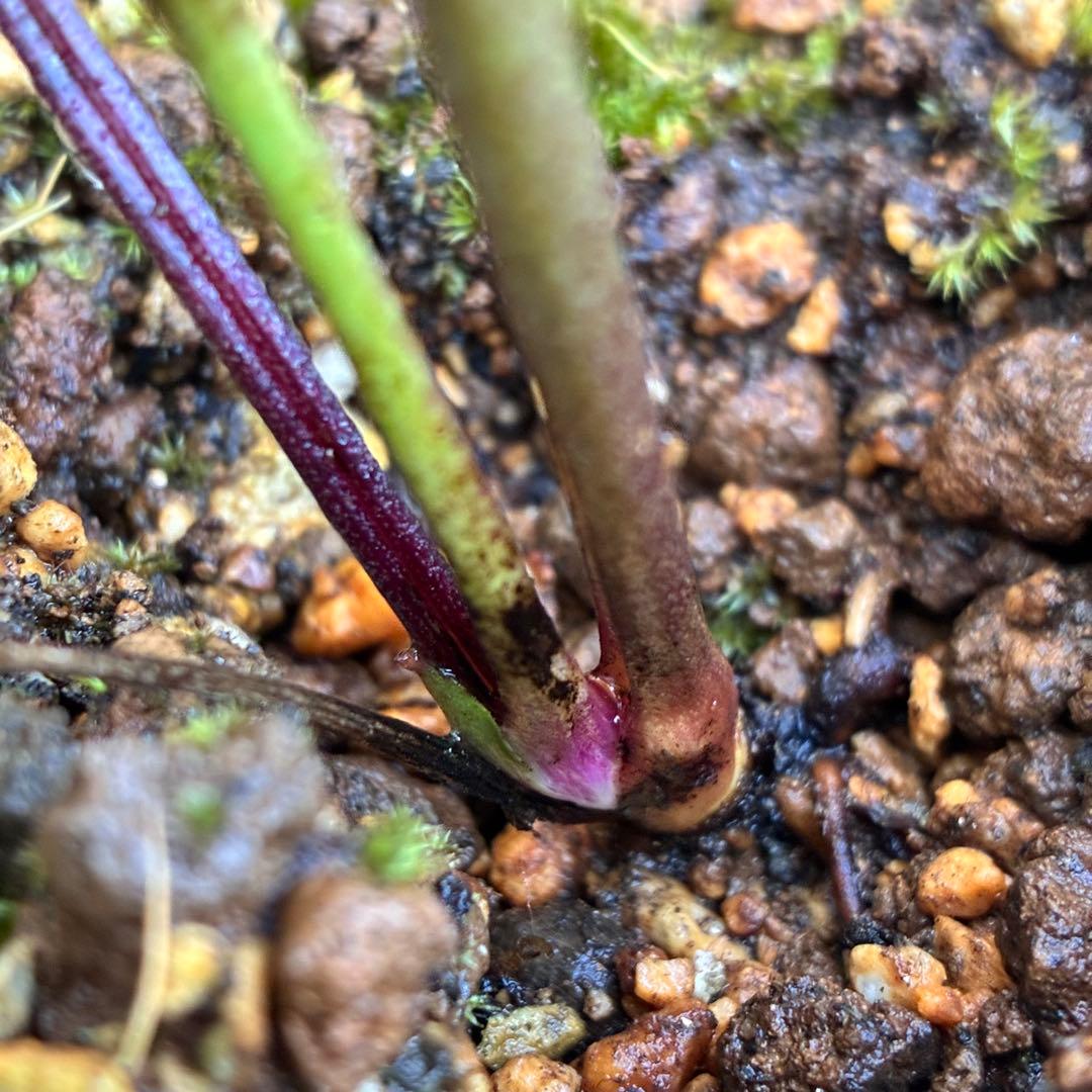 ま*️様 ☘️唯一無二☘️超レア☘️根充実❤️3239⭐️超スーパー多弁⭐️小輪