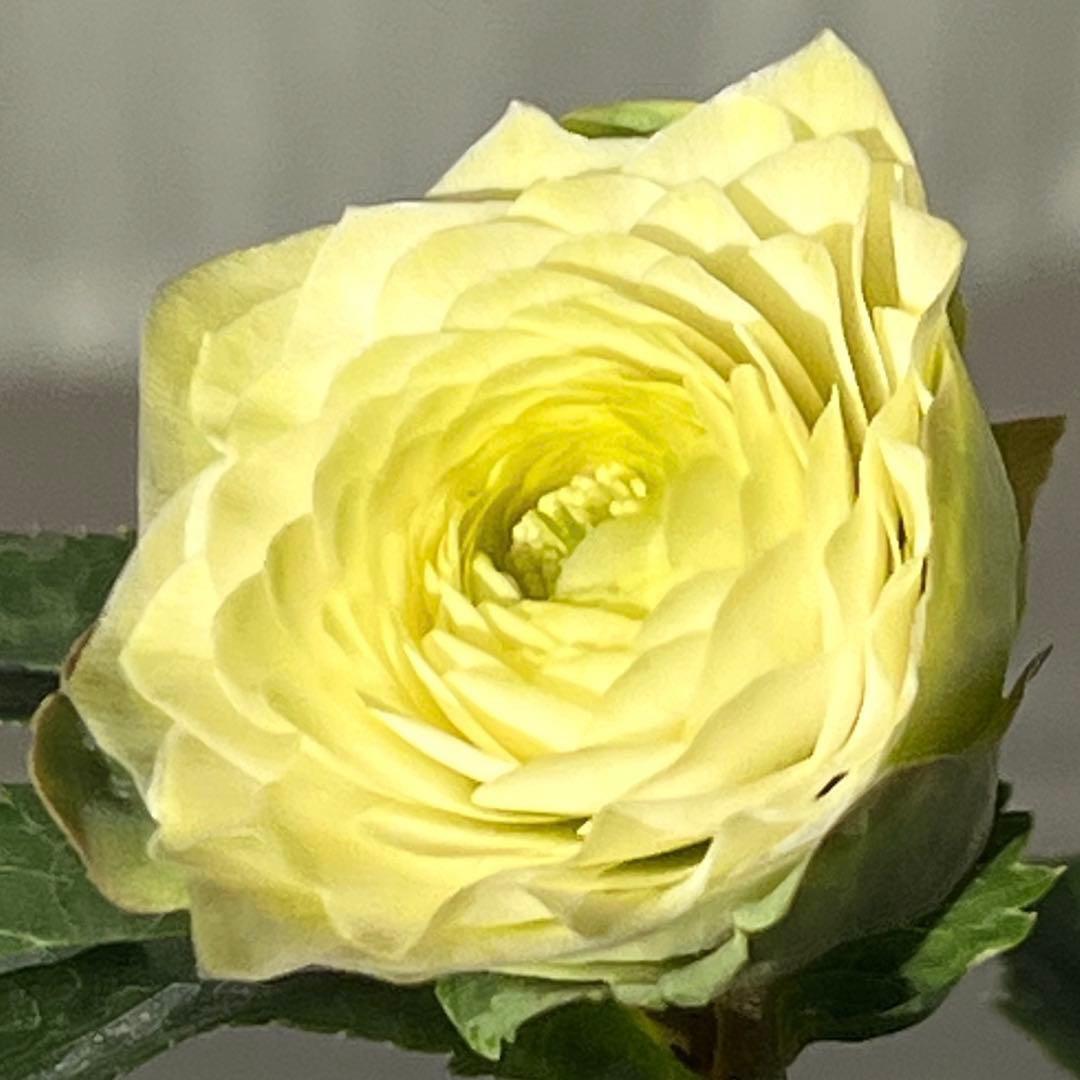 ま*️様 ☘️唯一無二☘️超レア☘️根充実❤️3239⭐️超スーパー多弁⭐️小輪