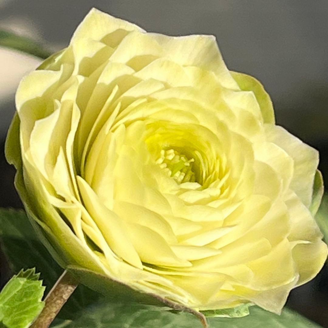 ま*️様 ☘️唯一無二☘️超レア☘️根充実❤️3239⭐️超スーパー多弁⭐️小輪