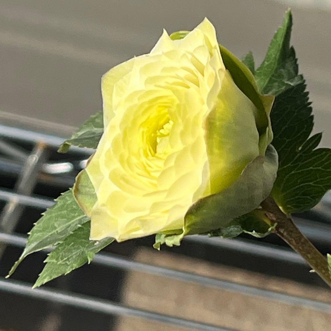 ま*️様 ☘️唯一無二☘️超レア☘️根充実❤️3239⭐️超スーパー多弁⭐️小輪