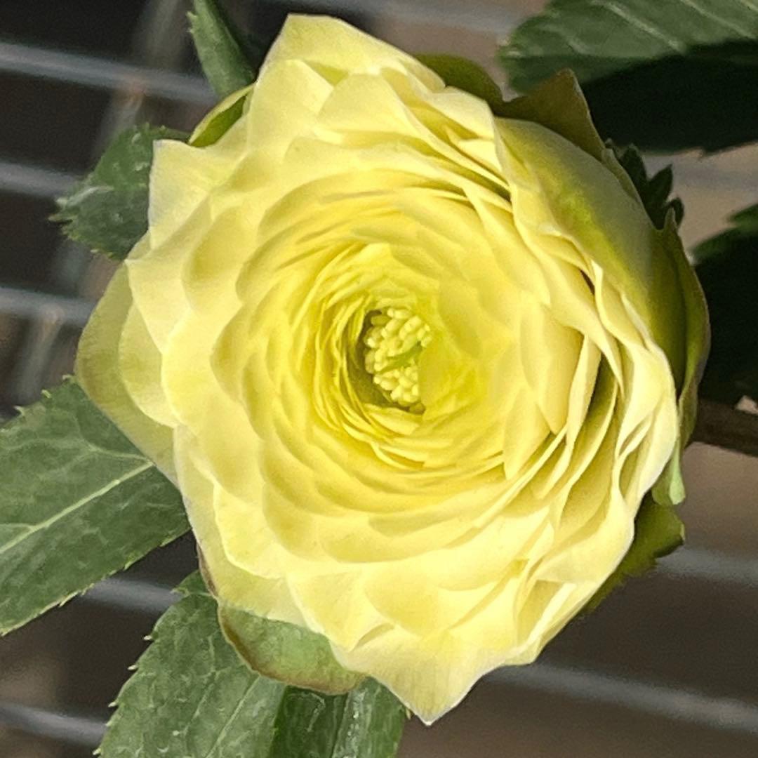 ま*️様 ☘️唯一無二☘️超レア☘️根充実❤️3239⭐️超スーパー多弁⭐️小輪