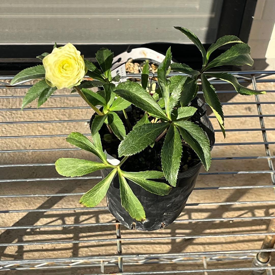 ま*️様 ☘️唯一無二☘️超レア☘️根充実❤️3239⭐️超スーパー多弁⭐️小輪