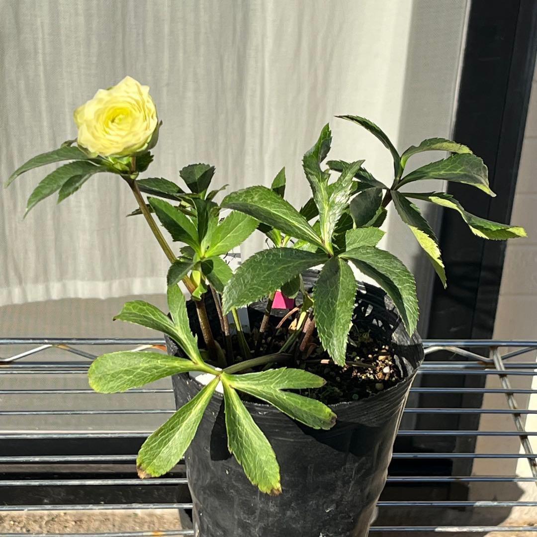 ま*️様 ☘️唯一無二☘️超レア☘️根充実❤️3239⭐️超スーパー多弁⭐️小輪