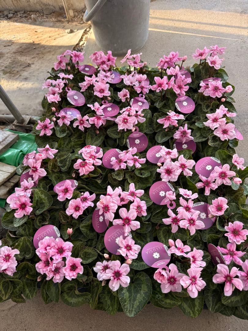 世界初上向き新品種シクラメン イリュージア 10.5cm