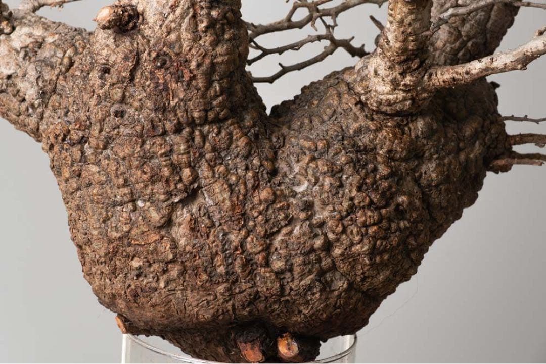 AP115 オペルクリカリア パキプス コーデックス ベアルート株の通販は