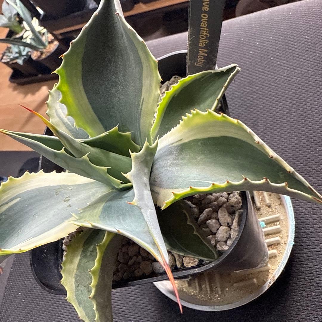 ひ*ろ様 アガベ　オバティフォリア　モビー