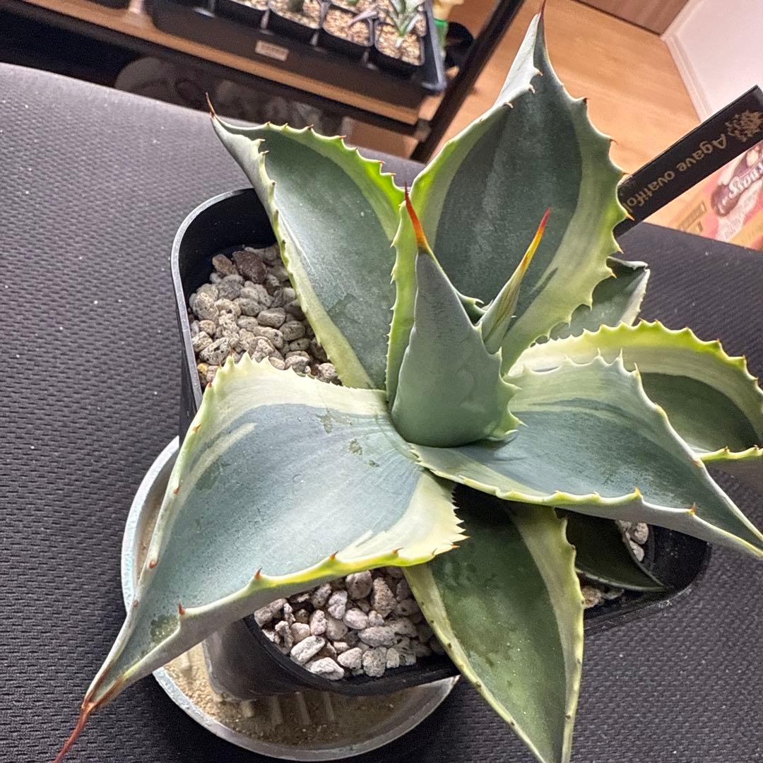 ひ*ろ様 アガベ　オバティフォリア　モビー