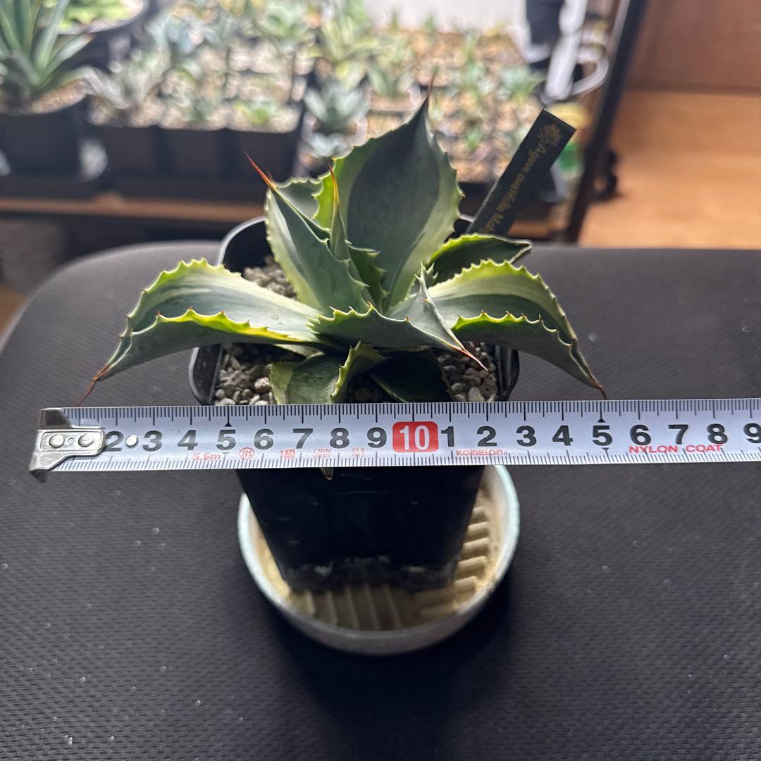 ひ*ろ様 アガベ　オバティフォリア　モビー