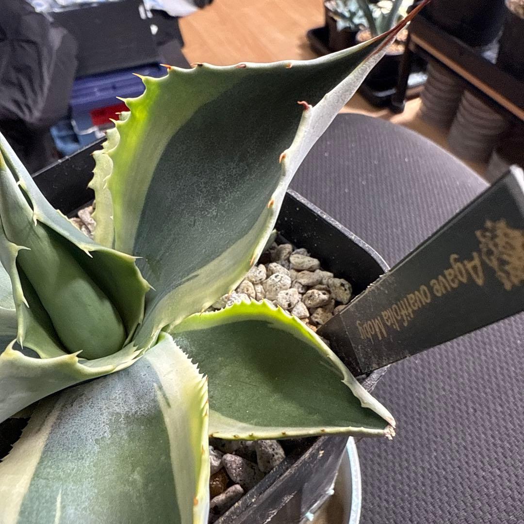 ひ*ろ様 アガベ　オバティフォリア　モビー