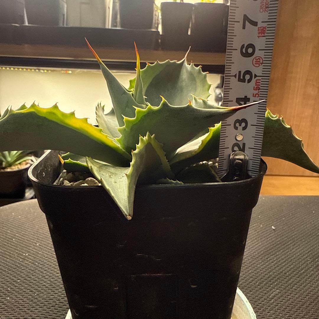 ひ*ろ様 アガベ　オバティフォリア　モビー