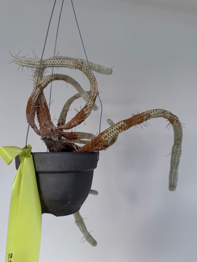 白樺キリン ユーフォルビア 多肉植物 吊り仕様　SOLSO