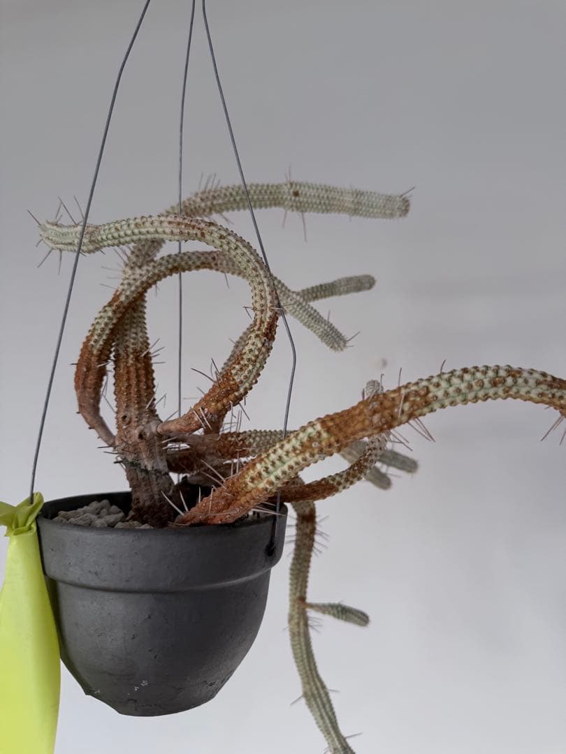 白樺キリン ユーフォルビア 多肉植物 吊り仕様　SOLSO