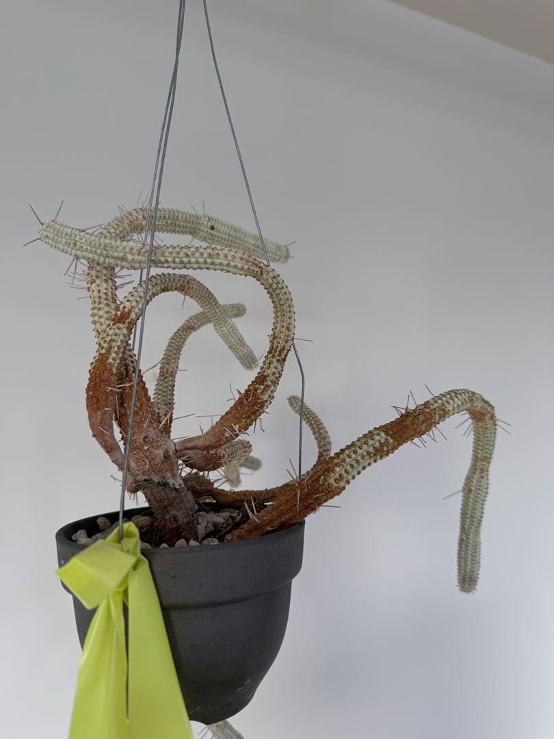 白樺キリン ユーフォルビア 多肉植物 吊り仕様　SOLSO