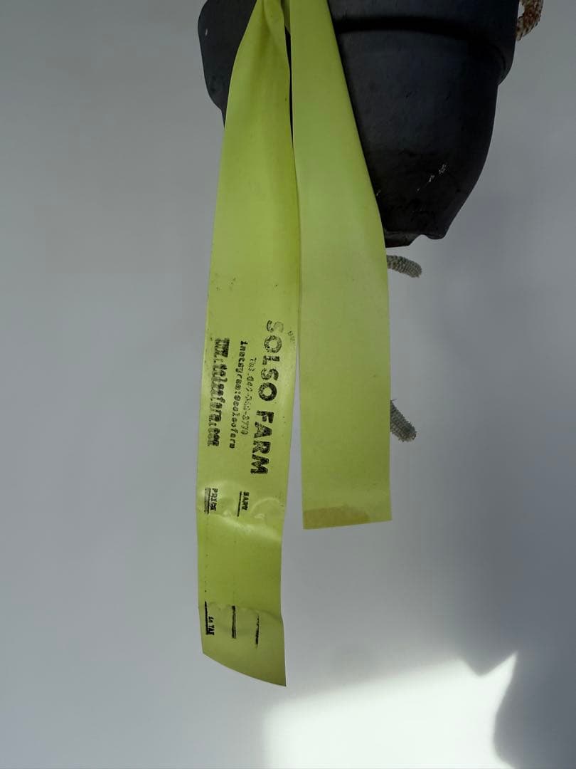 白樺キリン ユーフォルビア 多肉植物 吊り仕様　SOLSO