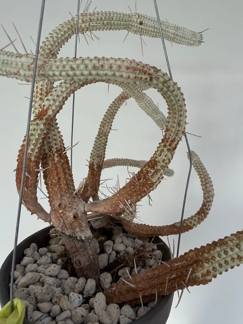 白樺キリン ユーフォルビア 多肉植物 吊り仕様　SOLSO