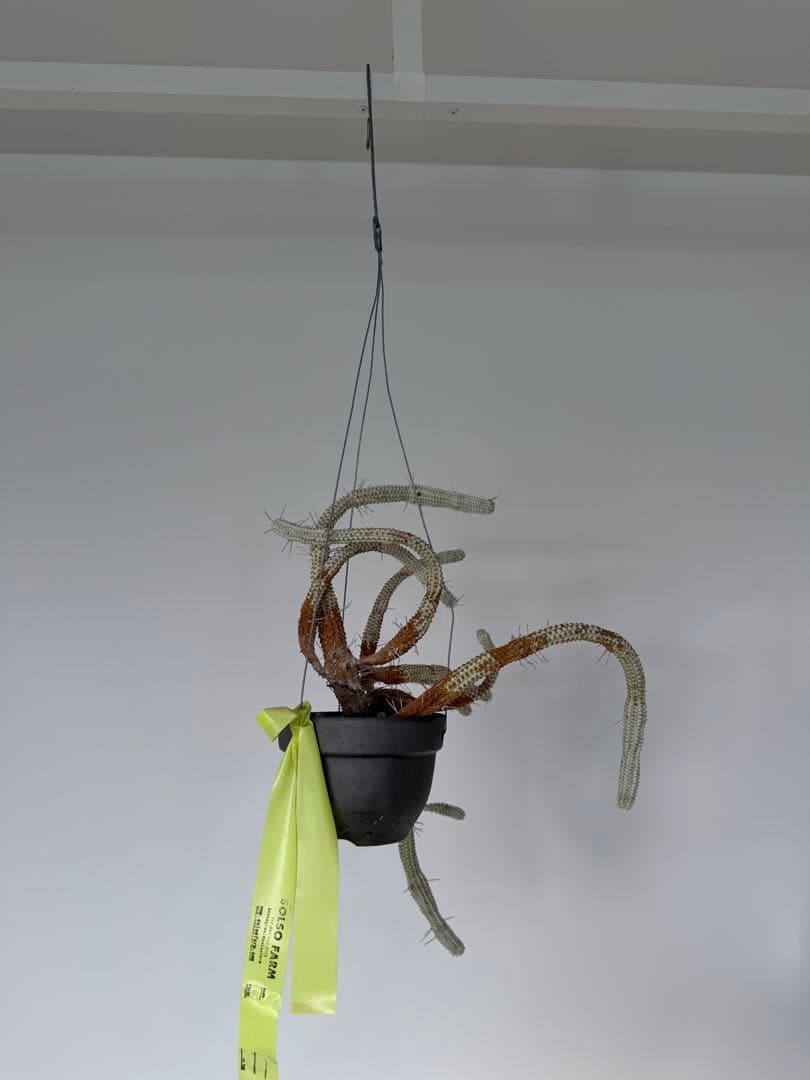 白樺キリン ユーフォルビア 多肉植物 吊り仕様　SOLSO