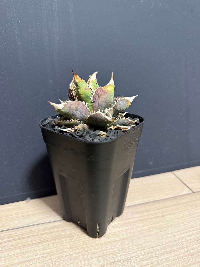 アガベブツブツ　ノーネーム　チタノタ　オテロイ　実生